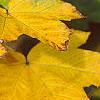 Acer diabolicum, fall color