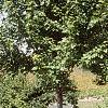 Acer x freemanii 'Autumn Blaze', habit