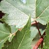 Acer x freemanii 'Autumn Blaze', leaves