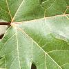 Acer x freemanii 'Autumn Blaze', leaves