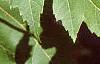 Acer x freemanii 'Autumn Blaze', leaves