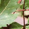 Acer x freemanii 'Autumn Blaze', leaves