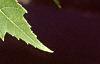 Acer x freemanii 'Autumn Blaze', leaves