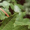 Acer x freemanii 'Autumn Blaze', leaves
