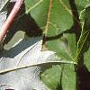 Acer x freemanii 'Autumn Blaze', leaves
