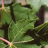 Acer x freemanii 'Autumn Blaze', leaves