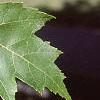 Acer x freemanii 'Autumn Blaze', leaves