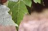 Acer x freemanii 'Autumn Blaze', leaves