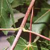 Acer x freemanii 'Autumn Blaze', leaves