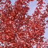 Acer x freemanii 'Autumn Blaze', fall color