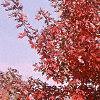 Acer x freemanii 'Autumn Blaze', fall color