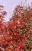 Acer x freemanii 'Autumn Blaze', fall color