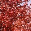 Acer x freemanii 'Autumn Blaze', fall color