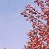 Acer x freemanii 'Autumn Blaze', fall color