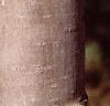 Acer x freemanii 'Autumn Blaze', bark