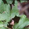 Acer saccharum subsp. grandidentatum, leaves
