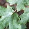 Acer saccharum subsp. grandidentatum, leaves