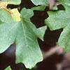 Acer saccharum subsp. grandidentatum, leaves