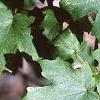 Acer saccharum subsp. grandidentatum, leaves
