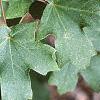 Acer saccharum subsp. grandidentatum, leaves