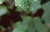 Acer saccharum subsp. grandidentatum, leaves