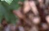 Acer saccharum subsp. grandidentatum, leaves