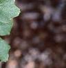 Acer saccharum subsp. grandidentatum, leaves