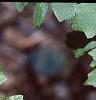 Acer saccharum subsp. grandidentatum, leaves
