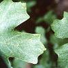Acer saccharum subsp. grandidentatum, leaves