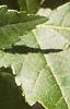Acer tataricum subsp. ginnala, leaves