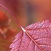 Acer tataricum subsp. ginnala, fall color