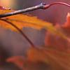 Acer tataricum subsp. ginnala, fall color