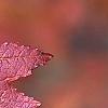 Acer tataricum subsp. ginnala, fall color