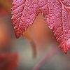 Acer tataricum subsp. ginnala, fall color