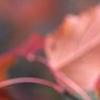 Acer tataricum subsp. ginnala, fall color