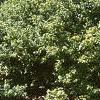 Acer tataricum subsp. ginnala 'Durand Dwarf', habit