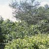 Acer tataricum subsp. ginnala 'Durand Dwarf', habit