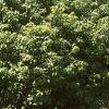 Acer tataricum subsp. ginnala 'Durand Dwarf', habit