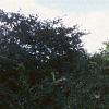 Acer tataricum subsp. ginnala 'Durand Dwarf', habit
