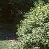 Acer tataricum subsp. ginnala 'Durand Dwarf', habit