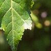 Acer tataricum subsp. ginnala 'Durand Dwarf', leaves