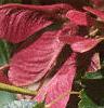 Acer tataricum subsp. ginnala 'Red Fruit', fruit