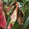 Acer tataricum subsp. ginnala 'Red Fruit', fruit
