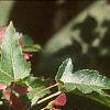 Acer tataricum subsp. ginnala 'Red Fruit', fruit