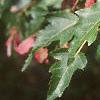 Acer tataricum subsp. ginnala 'Red Fruit', fruit