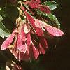 Acer tataricum subsp. ginnala 'Red Fruit', fruit