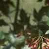 Acer tataricum subsp. ginnala 'Red Fruit', fruit