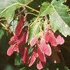 Acer tataricum subsp. ginnala 'Red Fruit', fruit