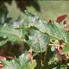 Acer tataricum subsp. ginnala 'Red Fruit', fruit