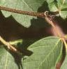 Acer griseum, leaves